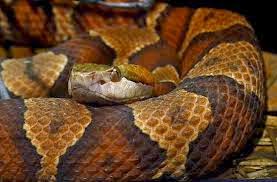 copperhead